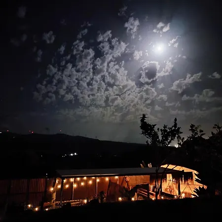 Seed Domo Tarifa * Betis